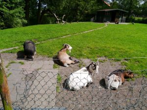 Small petting farm off one of the cycle routes in Wassenaar