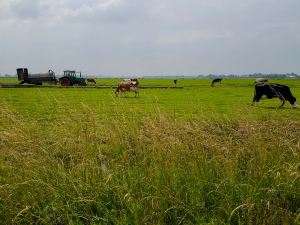 Passing cattle farms on the polders on Fietspad 90