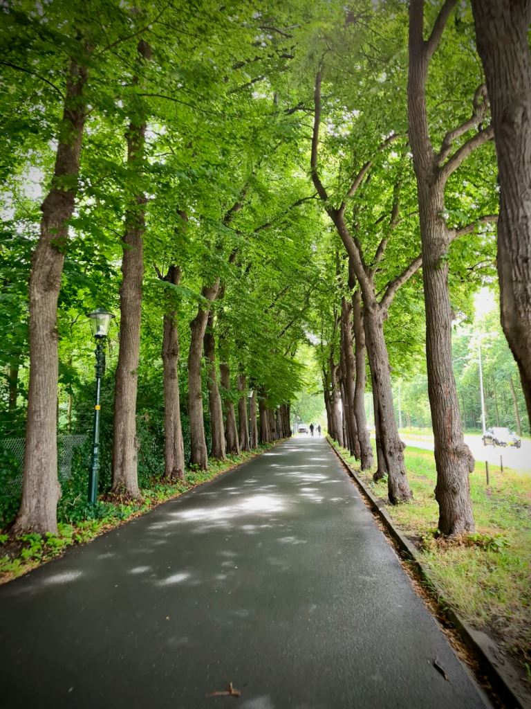 Lovely tree-lined cycle path