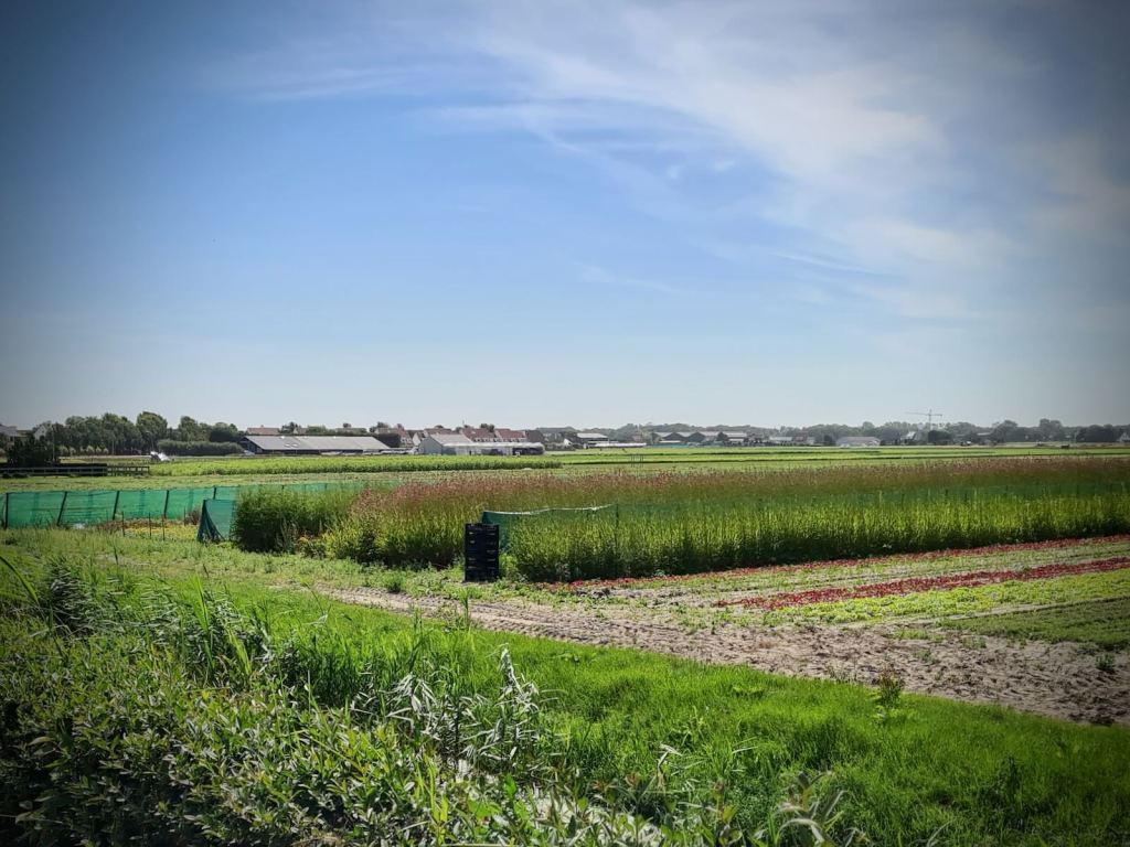 Looking across fields