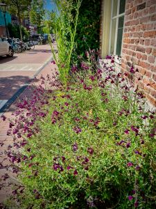 Some impressive greenery on the houses on Oude Rijn