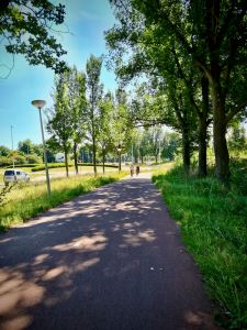 Tree cover on the S118 cycle path