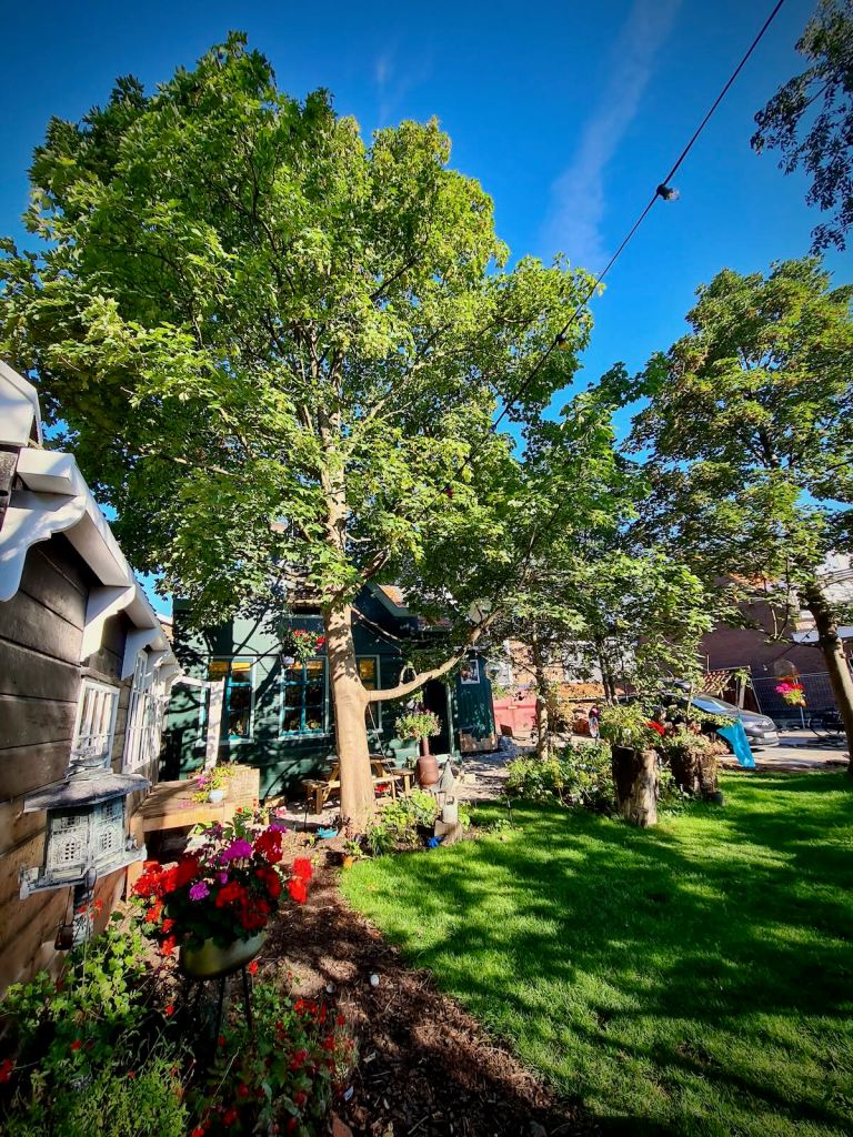 Very welcome tree cover in the garden