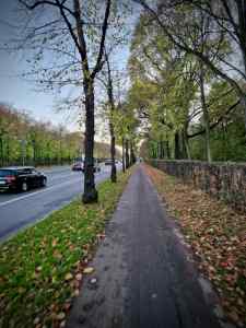 Asphalt cycle path next to the Tiergarten