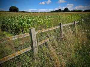 Corn fields next to the A20
