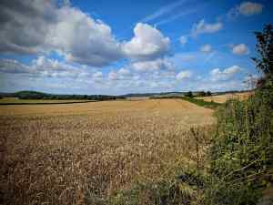 Fields next to the Pilgrims' Way