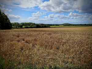 Fields next to the Pilgrims' Way