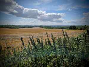 View from the Pilgrims' Way