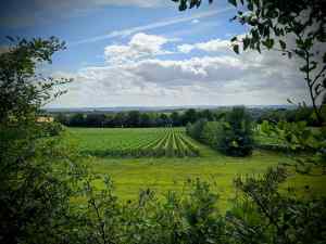 View from the Pilgrims' Way