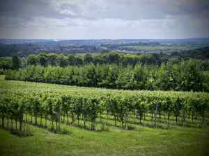 View from the Pilgrims' Way