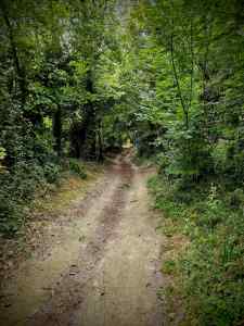 Gravel path on the Pilgrims' Way
