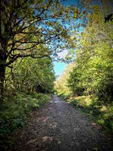 Tree-lined gravel path