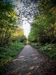 Tree-lined gravel path
