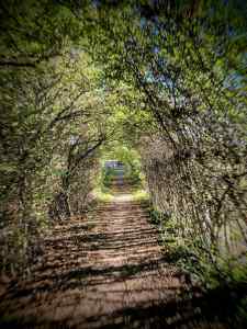 Tree-lined gravel path