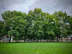 Location of the Berlin Wall under the trees