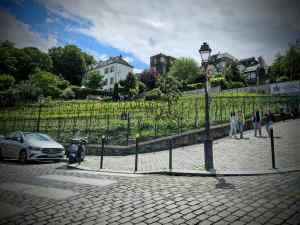 Vineyard Vigne du Clos Montmartre