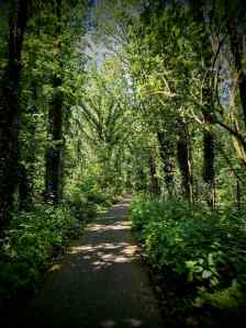 In the trees on Monnikenboschpad