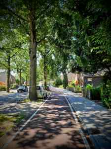 Cycle path in the trees on Hertenlaan