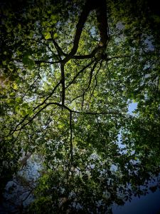 Looking up to the trees at Bosbad Amersfoort