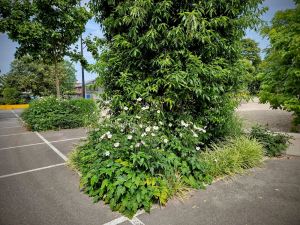 Trees and planing at Oliemolenhof