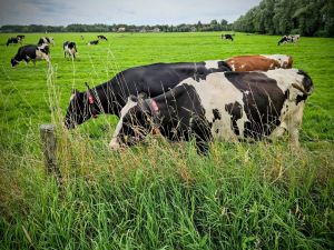 Cows in a field next to the Zijwatering Canal