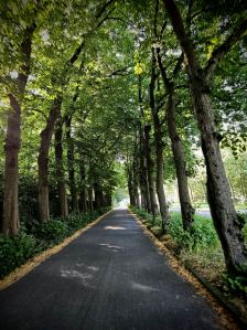Tree-lined path on Papeweg
