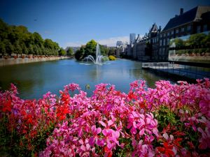 Flowers in front of the Hofvijver lake