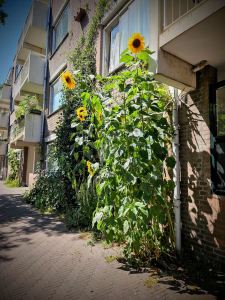 Sunflowers outside apartments