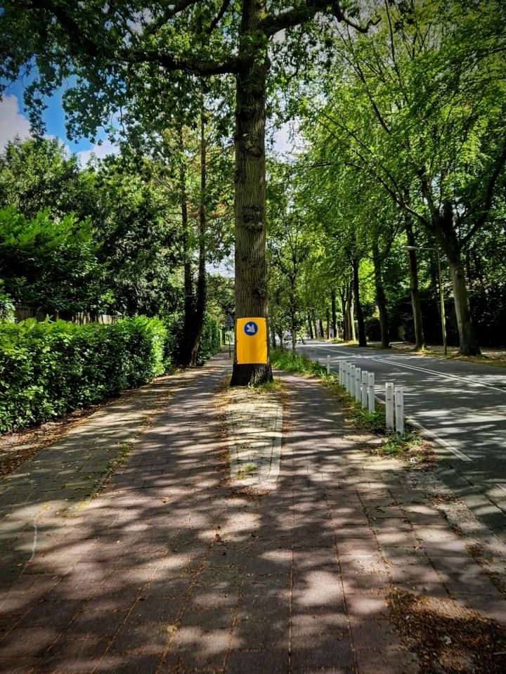 Hi-vis tree on Stoeplaan