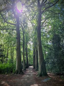 In the woods around Kasteel de Wittenburg