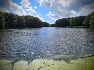 Grote Vijver (Great Pond) in Haagse Bos