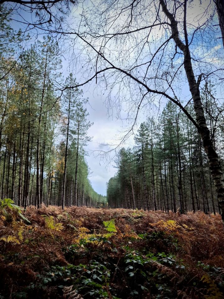 Trees in Sherwood Pines