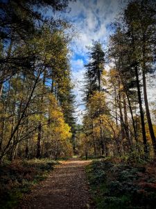 Mountain bike trail in Sherwood Pines