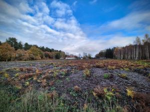 Opening in the forest