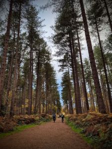 Path through Sherwood Pines