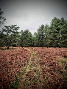 At the edge of Thetford Forest