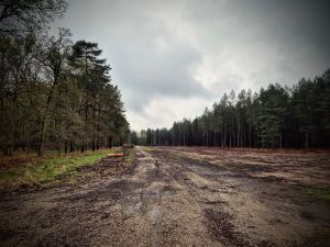 Clearing in Thetford Forest