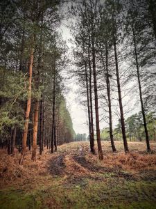 Trees and a clearing the forest north of Center Parcs