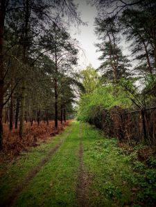 On the outside of the Center Parcs fence