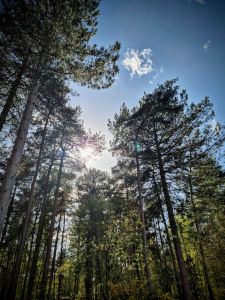 Looking up through the trees
