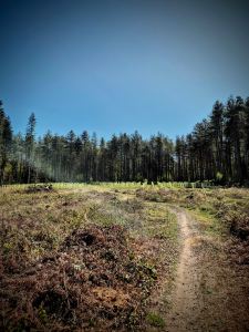 Mountain bike trail in High Lodge
