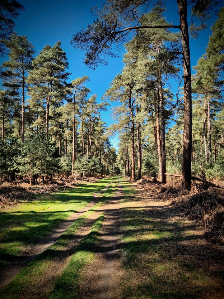 Mountain bike trail in High Lodge