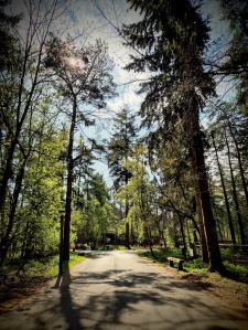 Road through Center Parcs
