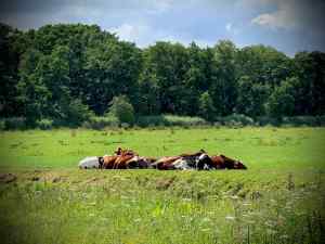 Cows in the field near Oude Veenpad