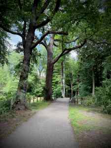 In the woods around Kasteel de Wittenburg