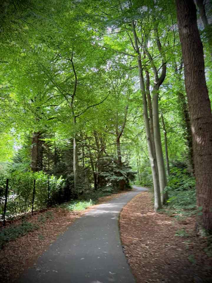 In the woods around Kasteel de Wittenburg