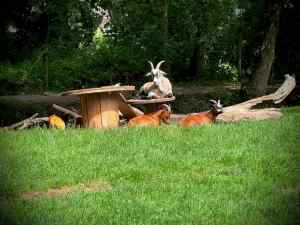 Goats at the little farm on Weidepad