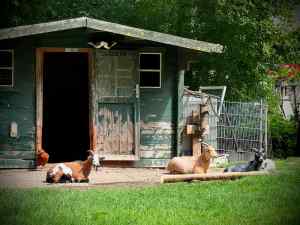 Goats at the little farm on Weidepad