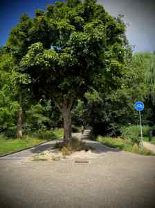Tree in the middle of the cycle path on Lage Morsweg