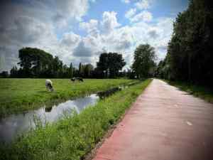 Cows in the field next to Oude Trambaan cycle path